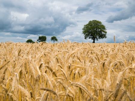 Australia's winter rains boost forecast for wheat production in 2015-16